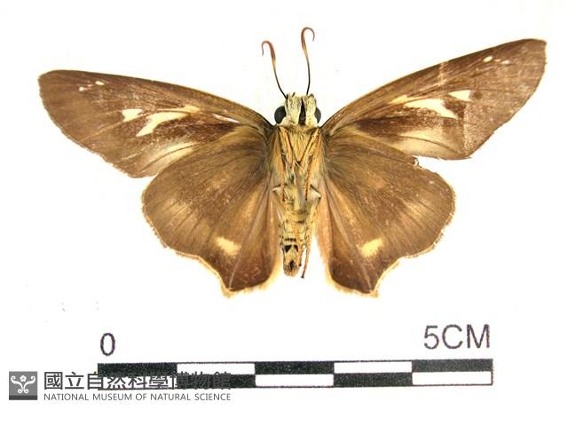 長翅弄蝶藏品圖，第2張