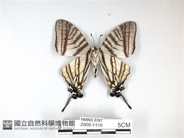 劍鳳蝶藏品圖，第2張