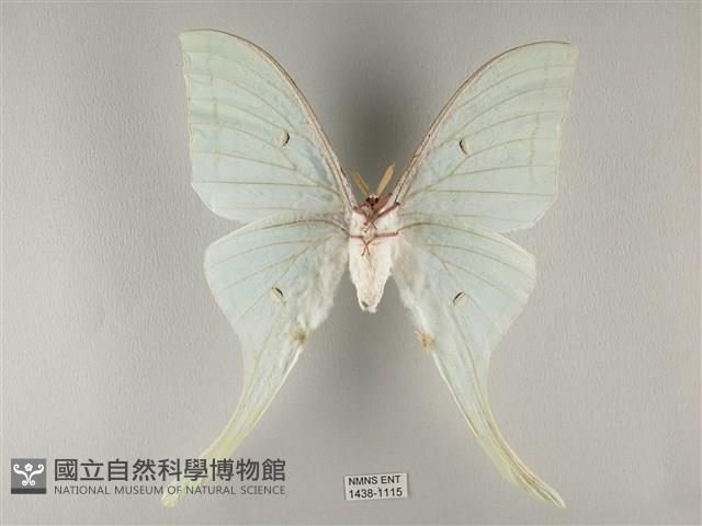 長尾水青蛾藏品圖，第2張