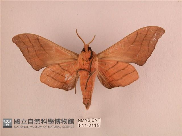 直翅六點天蛾藏品圖，第2張