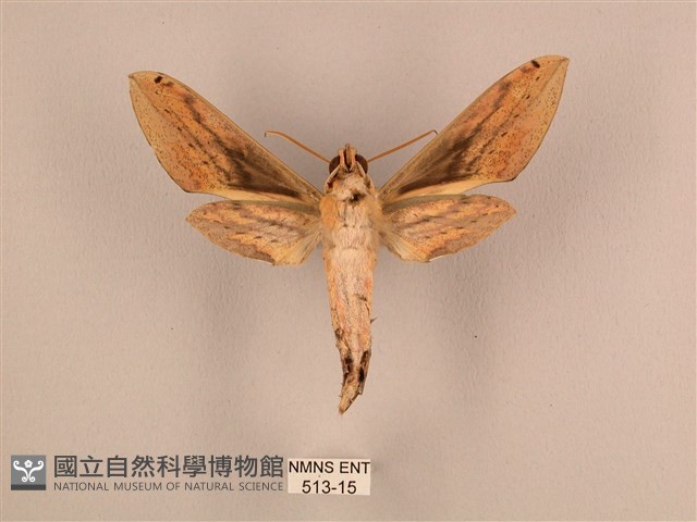 棕綠背線天蛾藏品圖，第2張