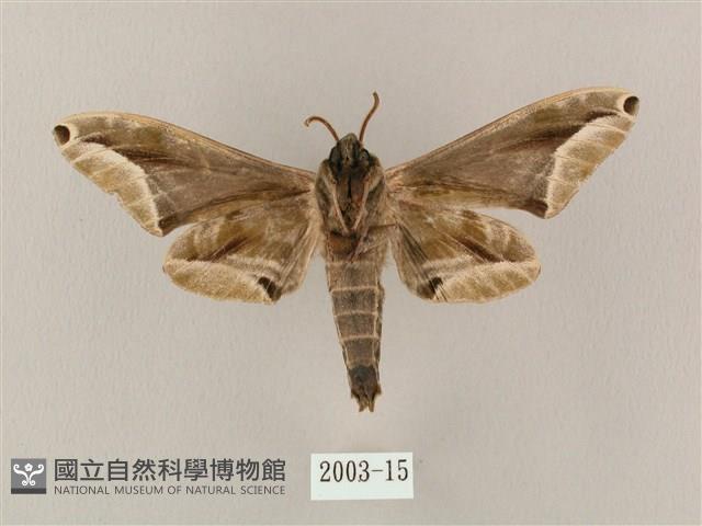 白點天蛾 藏品圖，第2張