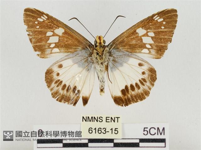 臺灣颯弄蝶藏品圖，第2張