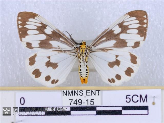 粉蝶燈蛾藏品圖，第2張
