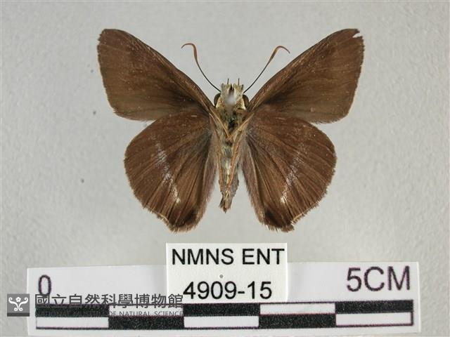 圓翅絨弄蝶藏品圖，第2張