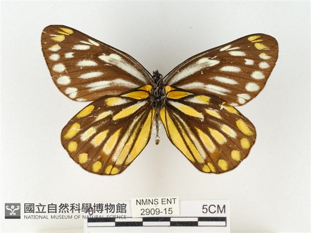 黃裙豔粉蝶藏品圖，第2張