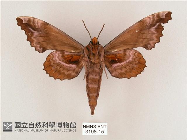 盾天蛾藏品圖，第2張