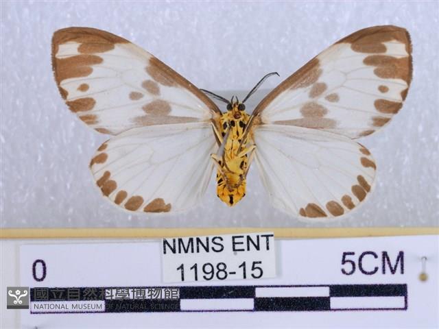 後凸蝶燈蛾藏品圖，第2張