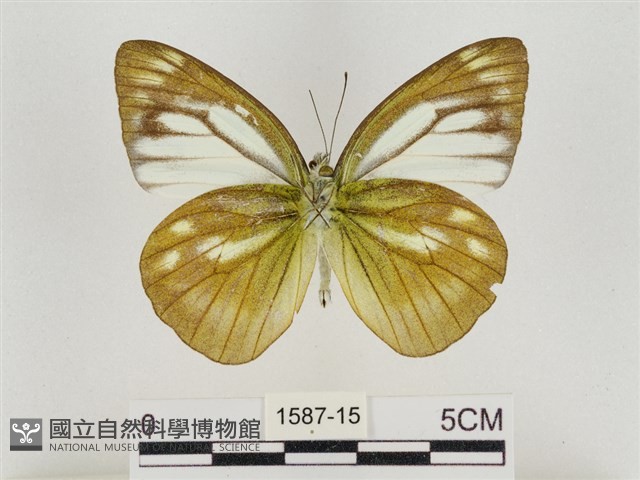 淡褐脈粉蝶藏品圖，第2張
