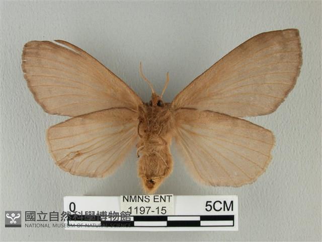 波紋枯葉蛾藏品圖，第2張