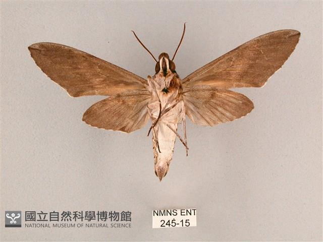 細斜紋霜天蛾藏品圖，第2張