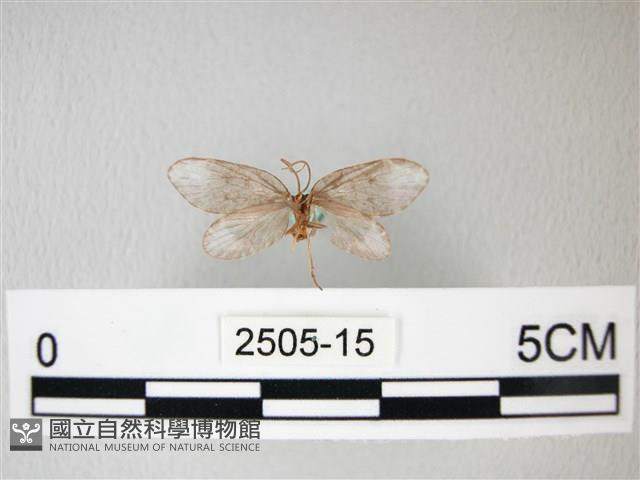 臺灣卵翅蛾藏品圖，第2張