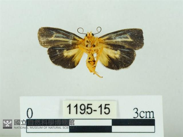 黃肩奇蛾藏品圖，第2張