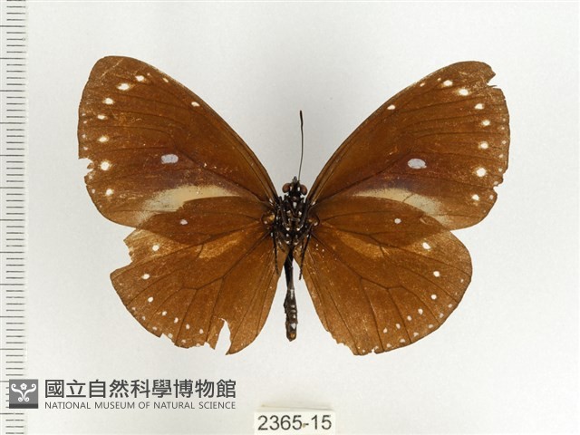 小紫斑蝶藏品圖，第2張