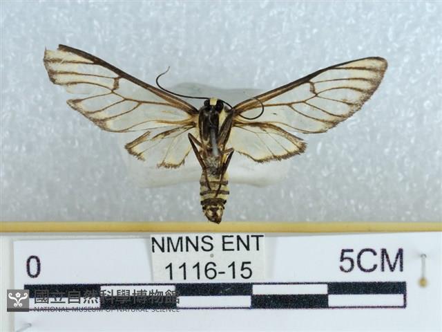 登錄號:001116-00015藏品圖，第2張