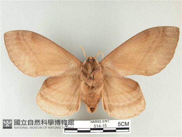 松大毛蟲藏品圖，第2張