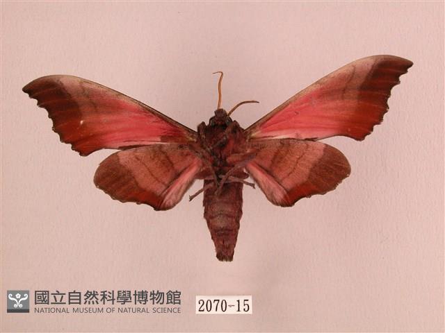 桃紅六點天蛾藏品圖，第2張