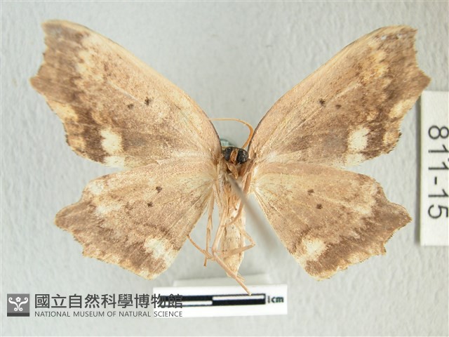 凹角鉤蛾藏品圖，第2張