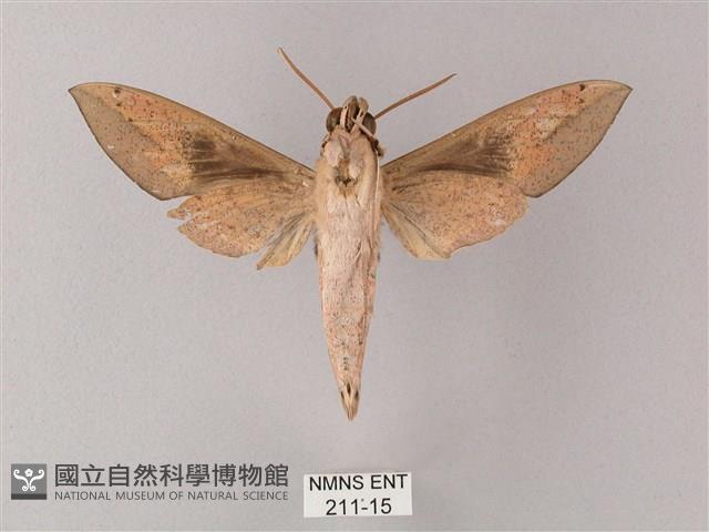 藏斜紋天蛾藏品圖，第2張