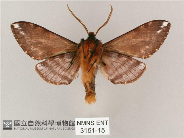 井上氏絨毛天蛾藏品圖，第2張