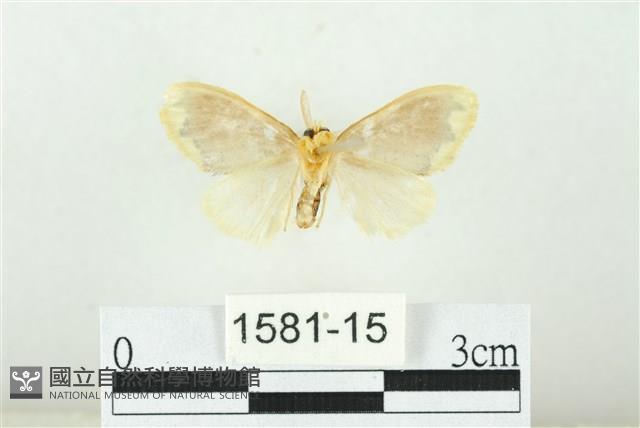 黑翅黃毒蛾藏品圖，第2張