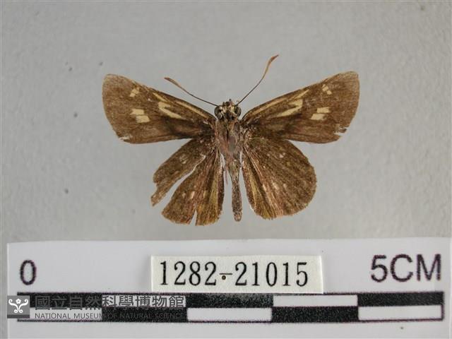 黃星弄蝶藏品圖，第2張