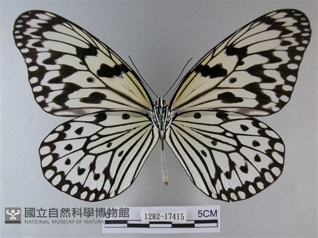 大白斑蝶藏品圖，第2張