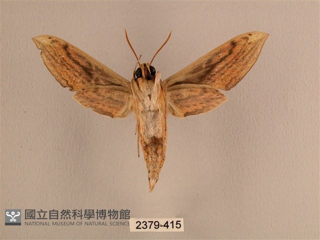 背線天蛾藏品圖，第2張