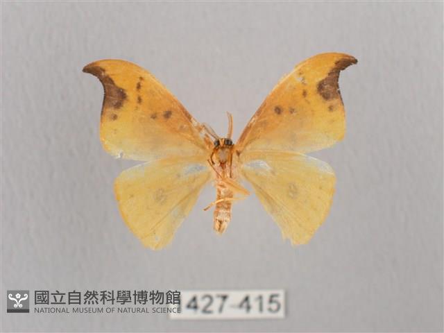 銀斑黃鉤蛾藏品圖，第2張