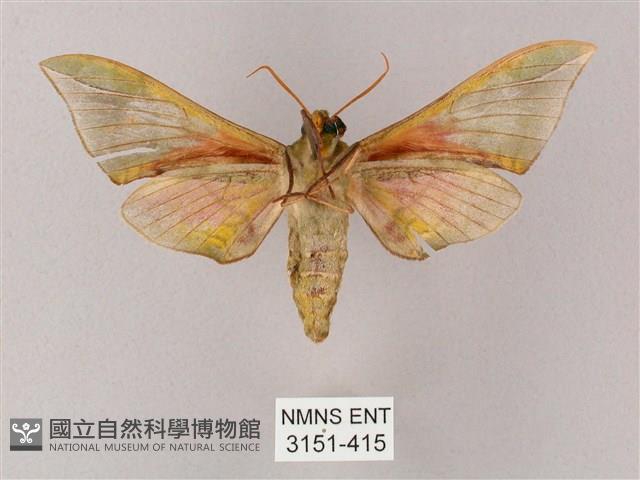 榆綠天蛾藏品圖，第2張