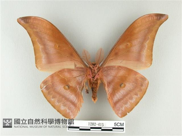 紅目天蠶蛾藏品圖，第2張