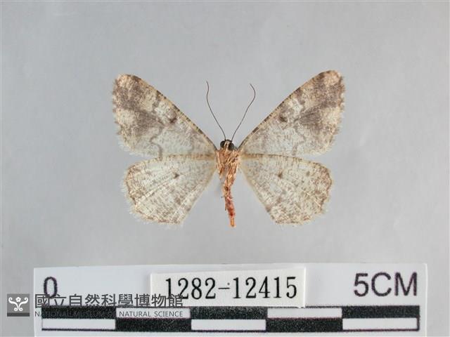 雙峰霜尺蛾藏品圖，第2張