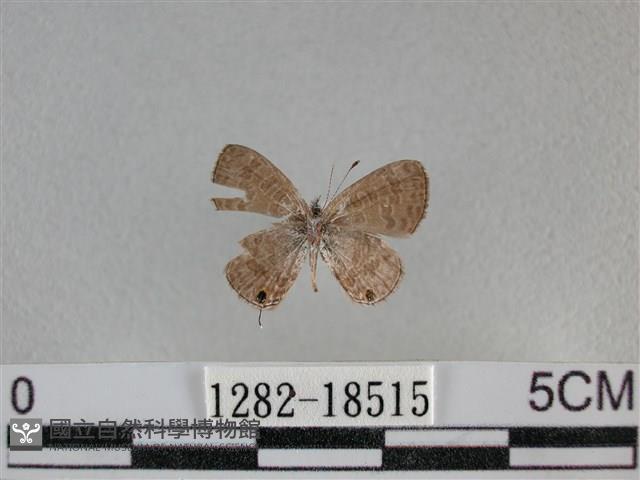 波灰蝶藏品圖，第2張