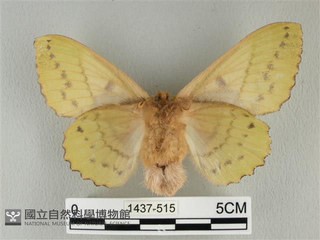 青枯葉蛾藏品圖，第2張