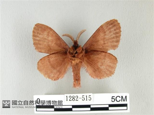 馬尾松枯葉蛾藏品圖，第2張