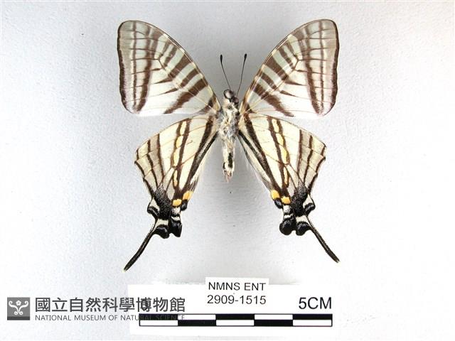 劍鳳蝶藏品圖，第2張
