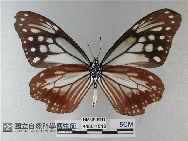 大絹斑蝶藏品圖，第2張