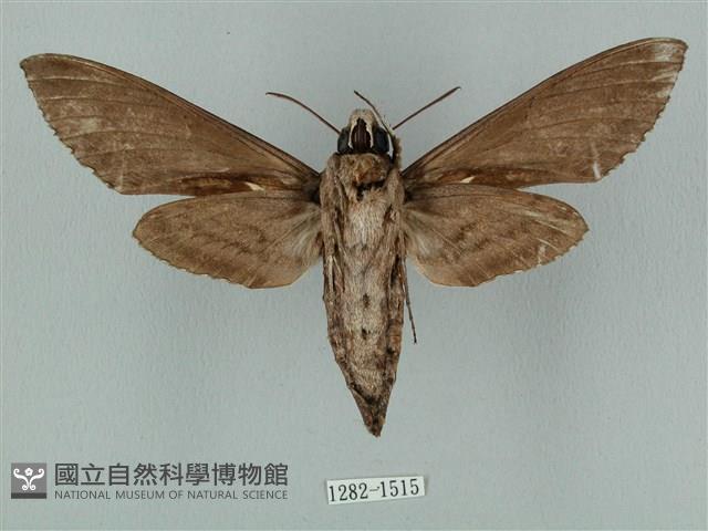 蝦殼天蛾藏品圖，第2張