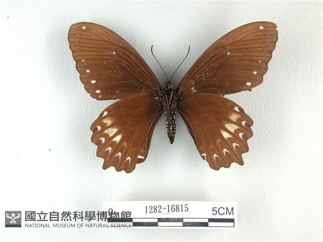 無尾白紋鳳蝶藏品圖，第2張