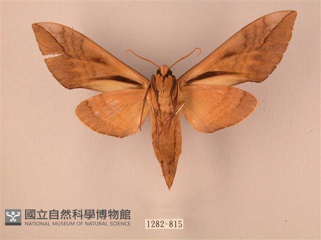 波紋豆天蛾藏品圖，第2張