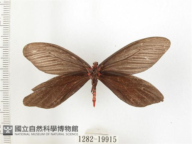 重陽木螢斑蛾藏品圖，第2張