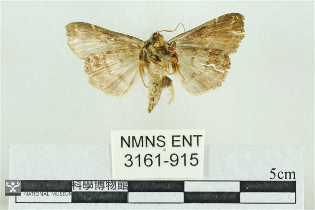 粉紅帶散紋夜蛾藏品圖，第2張