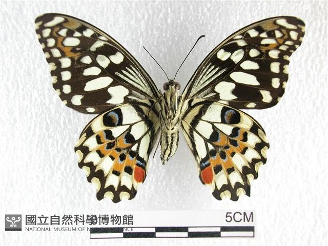 花鳳蝶、無尾鳳蝶藏品圖，第2張