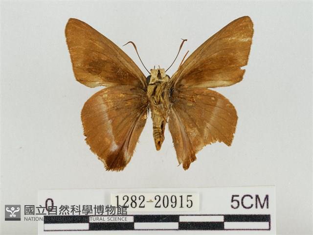 尖翅絨弄蝶藏品圖，第2張