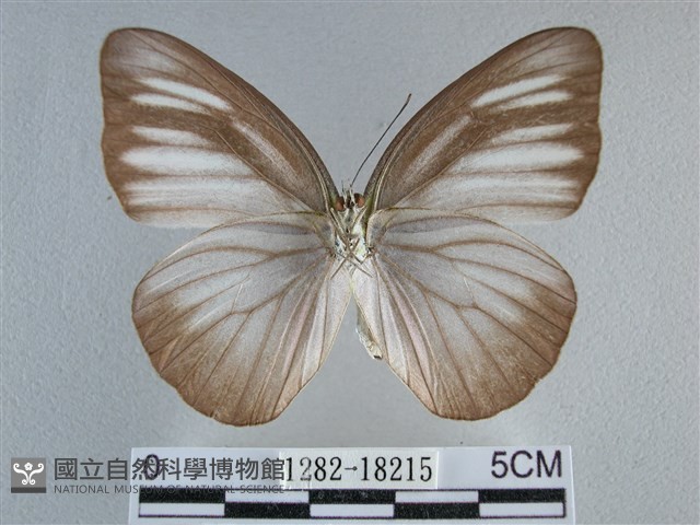 異色尖粉蝶藏品圖，第2張