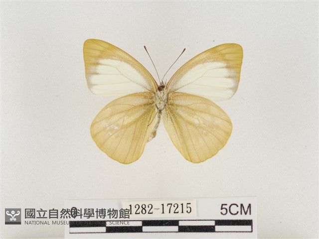 淡褐脈粉蝶藏品圖，第2張