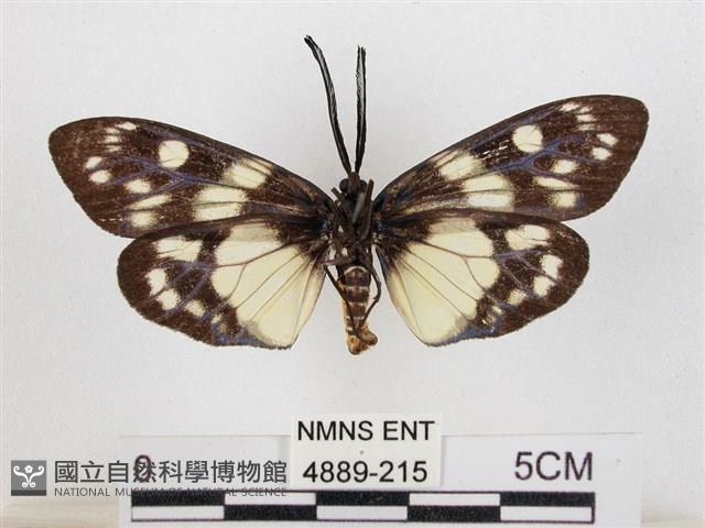 蓬萊茶斑蛾藏品圖，第2張