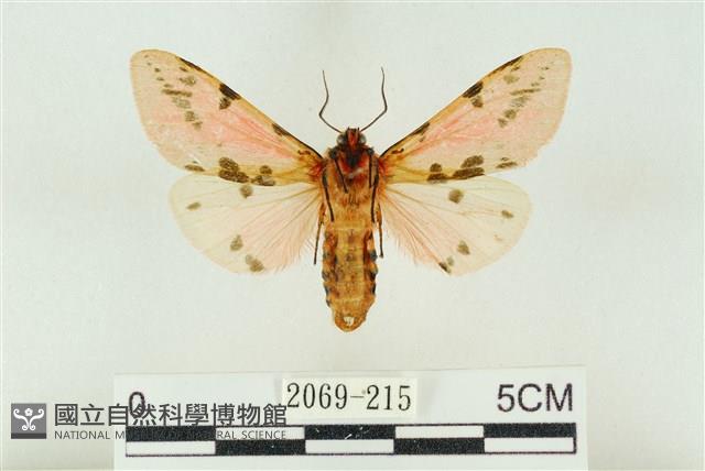 棍棒污燈蛾藏品圖，第2張