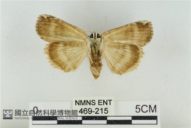 臺洒波紋蛾藏品圖，第2張