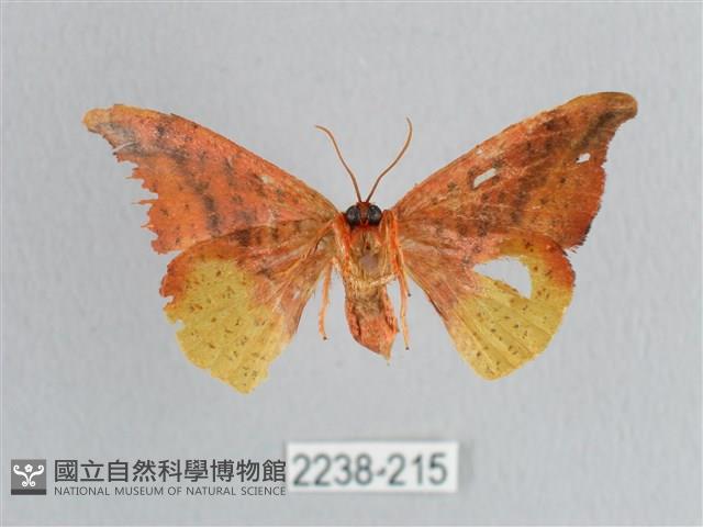 接骨木帶鉤蛾藏品圖，第2張